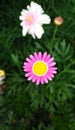 Daisy Flower_Pink Colour