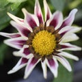 Gazania the very pretty yellow summer flower close up Royalty Free Stock Photo