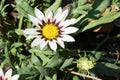 Gazania the very pretty yellow summer flower close up Royalty Free Stock Photo