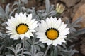 Gazania with white flowers and yellow heart Royalty Free Stock Photo