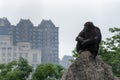 Gaze-Chimpanzee-Pan troglodytes Royalty Free Stock Photo