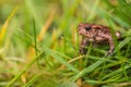 Gaze of frog