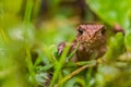 Gaze of frog