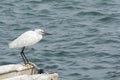 The gaze of a heron