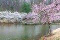 Gazebo with Cherry Trees in Bloom at Meadowlark Regional Park Vienna Virginia Royalty Free Stock Photo