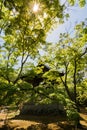 Gazebo in Japanese garden, Kyoto, Japan Royalty Free Stock Photo