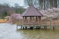 Gazebo on Lake Lined with Cherry Trees in Virginia