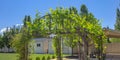 Gazebo with lush green vines on a backyard Royalty Free Stock Photo