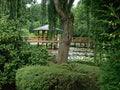 Gazebo on the pier on the pond, Japanese Garden in Wroclaw, Poland Royalty Free Stock Photo