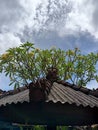 gazebo roof with yellow flowering frangipani trees