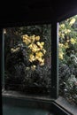 Gazebo with yellow leaves in autumn in Wicklow Ireland