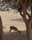 Gazella in National park