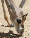 Gazelle Royalty Free Stock Photo