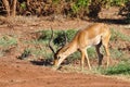 Gazelle Africa