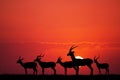 gazelle in African landscape