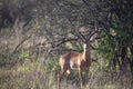 Gazelle or antelope, in Kenya, Africa. Wild animals on safari through the savannahs of the national parks on a morning game drive. Royalty Free Stock Photo