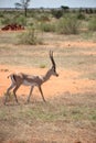 Gazelle or antelope, in Kenya, Africa. Wild animals on safari through the savannahs of the national parks on a morning game drive. Royalty Free Stock Photo