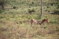 Gazelle or antelope, in Kenya, Africa. Wild animals on safari through the savannahs of the national parks on a morning game drive. Royalty Free Stock Photo