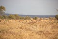 Gazelle or antelope, in Kenya, Africa. Wild animals on safari through the savannahs of the national parks on a morning game drive. Royalty Free Stock Photo