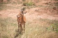 Gazelle or antelope, in Kenya, Africa. Wild animals on safari through the savannahs of the national parks on a morning game drive. Royalty Free Stock Photo