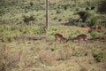 Gazelle or antelope, in Kenya, Africa. Wild animals on safari through the savannahs of the national parks on a morning game drive. Royalty Free Stock Photo