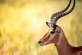 Close up of a gazelle in Kenya Africa. Safari through Tsavo National Park Royalty Free Stock Photo