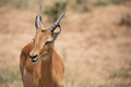 Gazelle or antelope, in Kenya, Africa. Wild animals on safari through the savannahs of the national parks on a morning game drive. Royalty Free Stock Photo