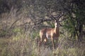 Gazelle or antelope, in Kenya, Africa. Wild animals on safari through the savannahs of the national parks on a morning game drive. Royalty Free Stock Photo