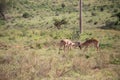 Gazelle or antelope, in Kenya, Africa. Wild animals on safari through the savannahs of the national parks on a morning game drive. Royalty Free Stock Photo