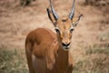 Gazelle or antelope, in Kenya, Africa. Wild animals on safari through the savannahs of the national parks on a morning game drive. Royalty Free Stock Photo