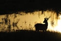 Gazelle back light near water at Uganda Royalty Free Stock Photo