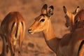 Gazelle Face - Safari Kenya