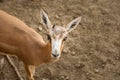 Gazelle Gazella subgutturosa looking to camera. Close up Royalty Free Stock Photo