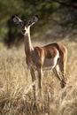 Gazelle in the high grass Royalty Free Stock Photo