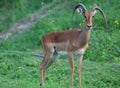 Gazelle with Long Curved Horns in Nature
