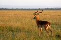 Gazelle lookout Royalty Free Stock Photo