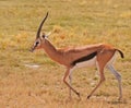 Gazelle, Masai Mara