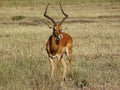 Gazelle in the Masai Mara Royalty Free Stock Photo