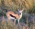 Gazelle in masai mara game park Royalty Free Stock Photo