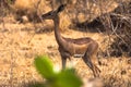 Gazelle near a tree. Samburu. Royalty Free Stock Photo