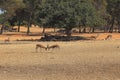 Gazelle in the safari park