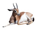 Gazelle Saharian dorcas. Isolated over white Royalty Free Stock Photo
