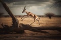 Gazelle in the savannah of Namibia, Africa.