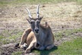 Gazelle sitting on the grass