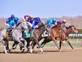 Fantastic Finishes at Historic Aqueduct Racetrack Royalty Free Stock Photo