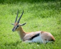 Gazelle with Striped Horns resting in the Grass Royalty Free Stock Photo