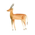 Gazelle. Wild animal image. Watercolor hand drawn illustration.