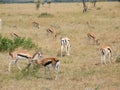 Gazelles Royalty Free Stock Photo