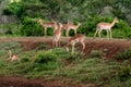 Gazelles in the African Bush