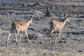 Gazelles in an African forest, Kenya Royalty Free Stock Photo